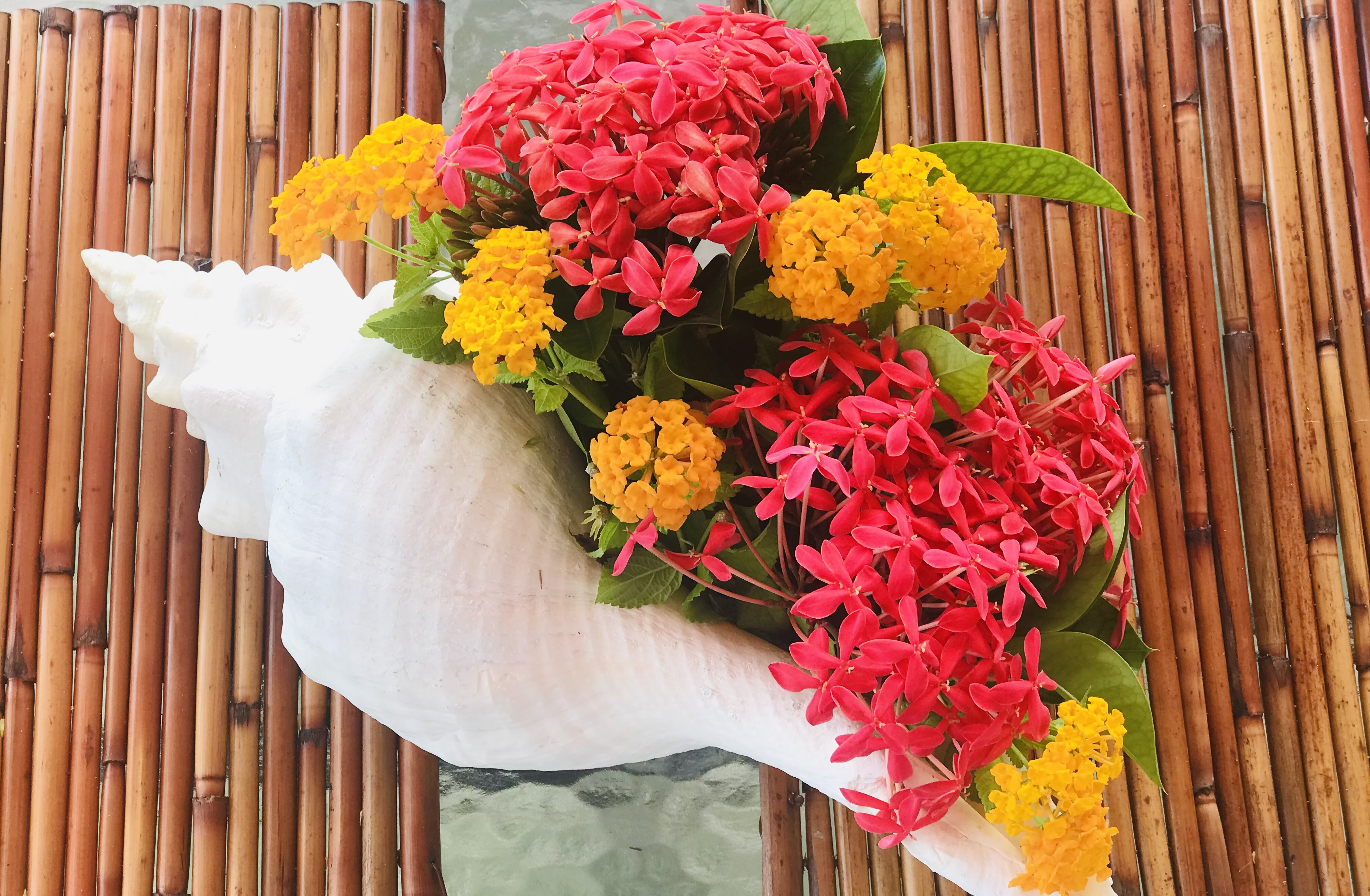 Springtime in the Florida Keys: Tropical Flowers in Bloom
